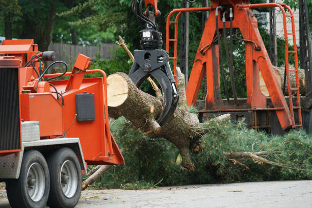 How Our Tree Care Process Works  in  Clarks Green, PA